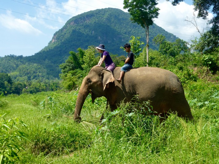 elephant tracking
